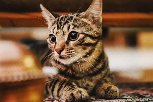 Tak Perlu Bela Kucing Jika Menyusahkan Jiran u2013 Mufti Perlis u2013 Blog 