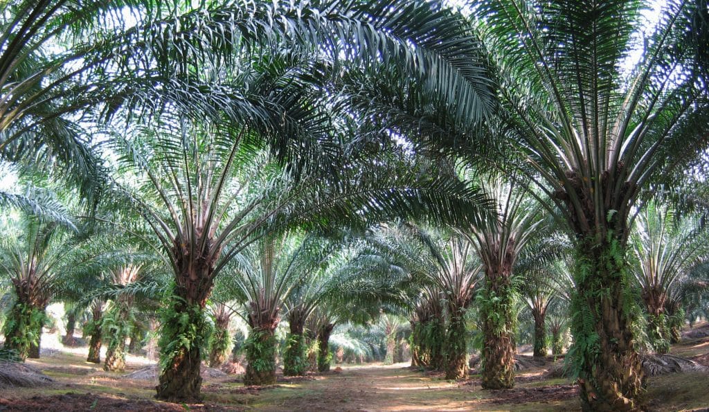 Kisah Disebalik Felda - Fiksyen Shasha