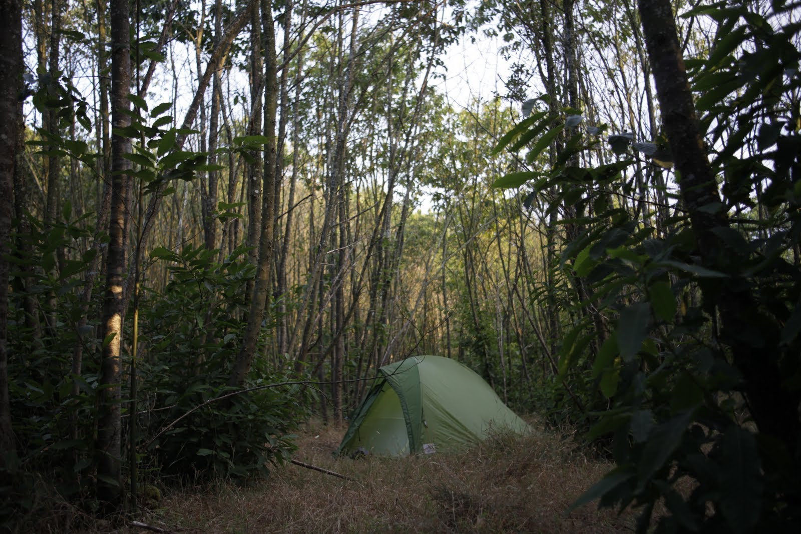 True camp. Хоррор палатка. Палатки в лесу хоррор. Тру кемпинг.