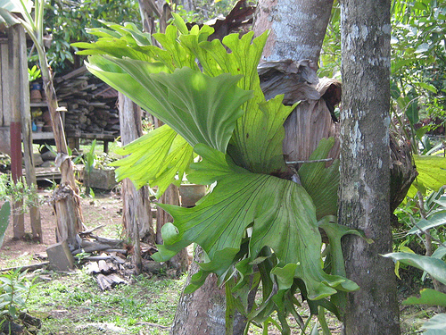 Penangan Pokok Tanduk Rusa - Fiksyen Shasha