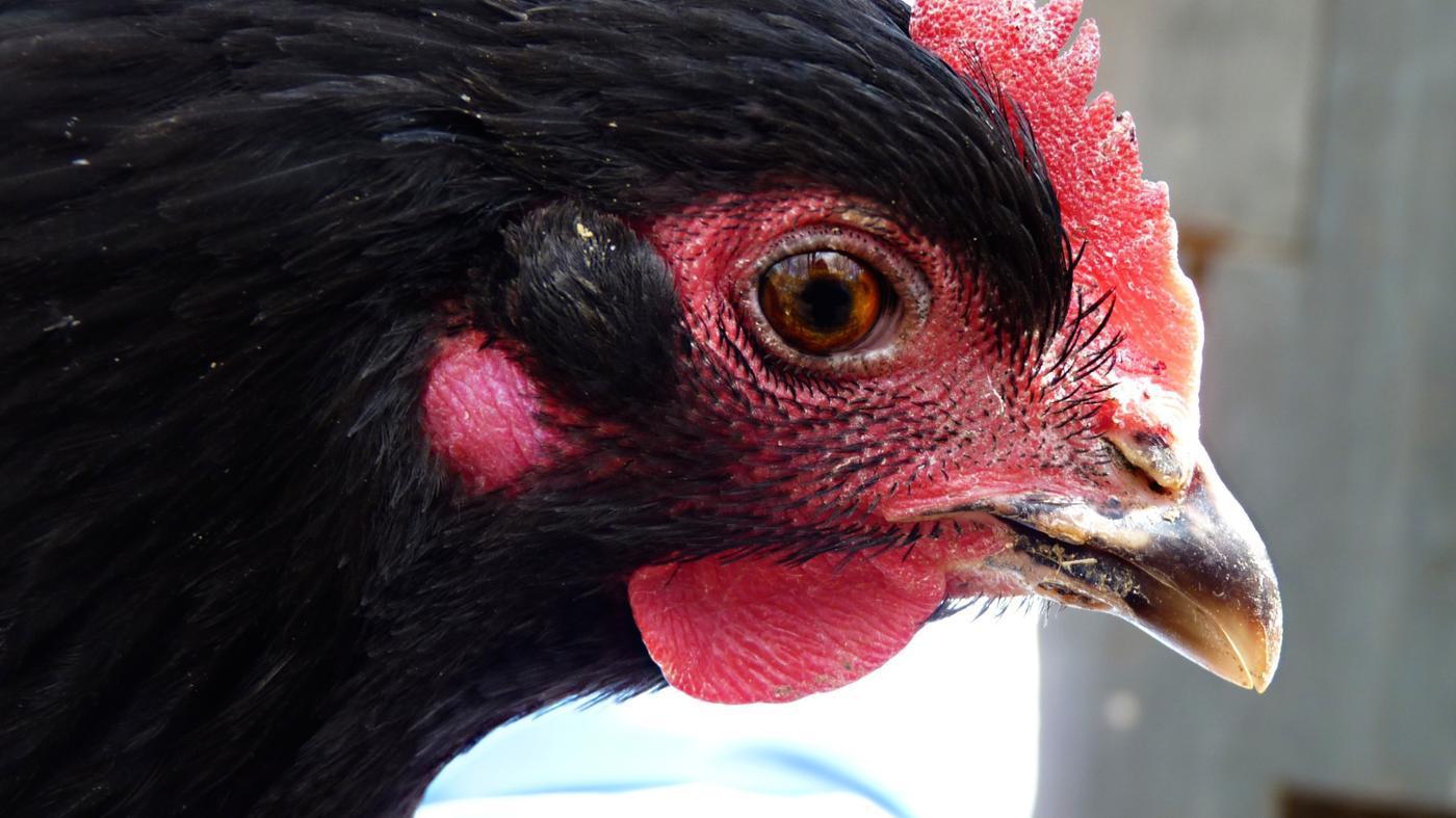 Misteri "Ayam hitam berkokok" - Fiksyen Shasha