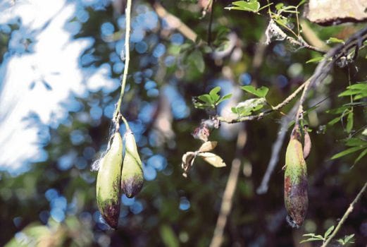 Atas Pokok Kekabu Itu - Fiksyen Shasha